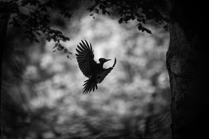 A black-and-white image of a bird in mid-flight with wings spread wide. The bird is approaching a tree trunk on the right. Leaves frame the top, and the background is a blurred abstract pattern.