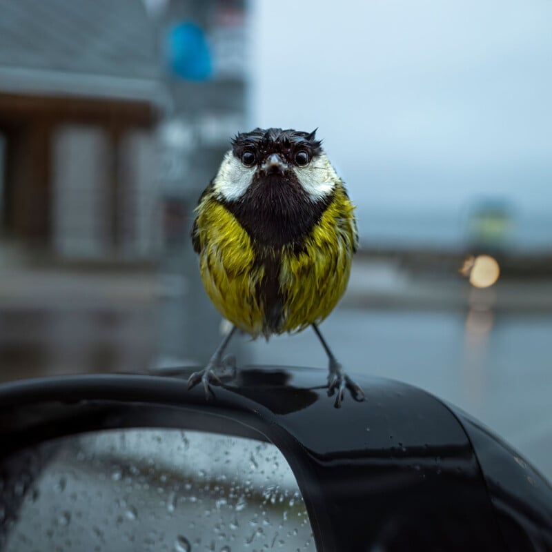 A wet, yellow and black bird with a white face perches on a wet, car side mirror against a blurry urban background, including a building and a road. Raindrops can be seen on the mirror, indicating rainy weather.