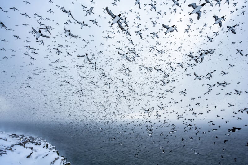 A vast flock of birds soars over a foggy seascape. The sky is filled with their silhouettes, creating a dynamic pattern. Below, cliffs dusted with snow frame a dark, wintry ocean.