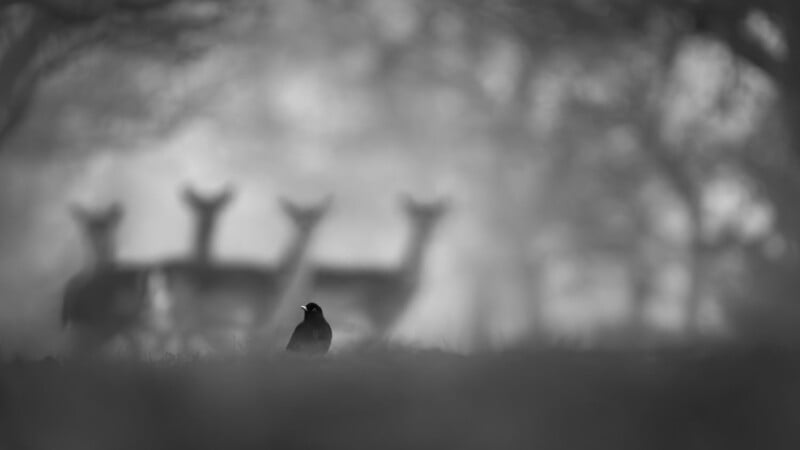 A black and white image depicting a bird in the foreground, standing on the ground. In the blurred background, three deer are visible amidst a misty forest setting. The overall atmosphere is serene and mysterious.