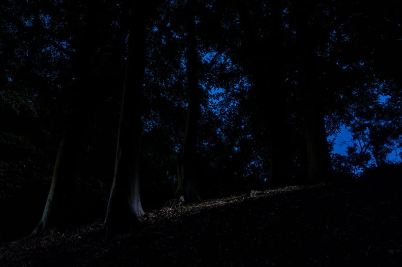 A dark forest scene with tall trees silhouetted against a deep blue night sky. The ground is dimly lit, casting subtle shadows. Sparse foliage and a serene atmosphere contribute to the mysterious mood.