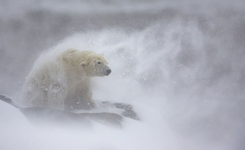 A polar bear stands on a snowy rocky terrain, surrounded by a swirling snowstorm. The wind blows snow around its fur, creating an ethereal, wintry scene. The bear appears calm amidst the harsh elements.