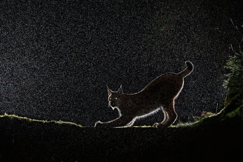 A silhouette of a lynx stretching in the rain against a dark night background. The outlines of the lynx are highlighted by backlighting, with raindrops visible around it.