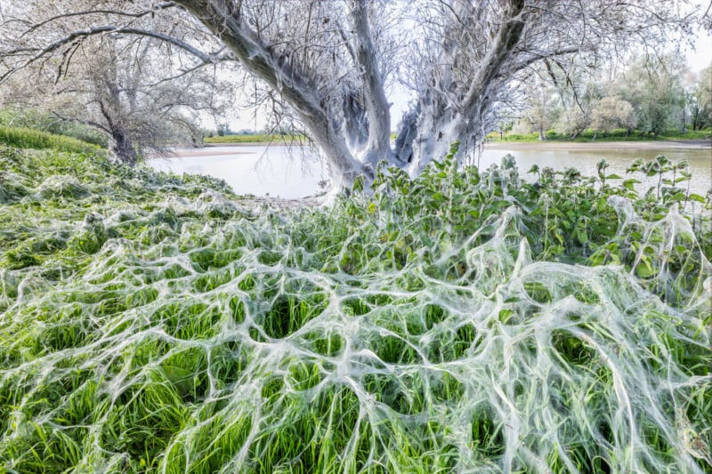 A lakeside scene with trees covered in white webs, resembling silk. The ground is blanketed in web-like structures over lush green grass, creating a surreal and eerie atmosphere. The calm lake and bright sky are visible in the background.