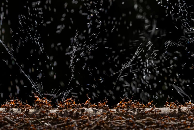 A group of red ants is clustered on a branch, captured in sharp detail. Water droplets are visible, falling and splashing around the ants against a dark background, creating a dynamic and lively scene.