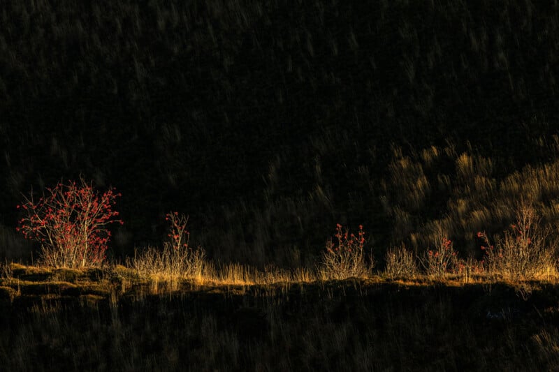 Sparse bushes with red berries and dried yellow grass are illuminated by sunlight against a shadowy background, creating a striking contrast between light and dark.