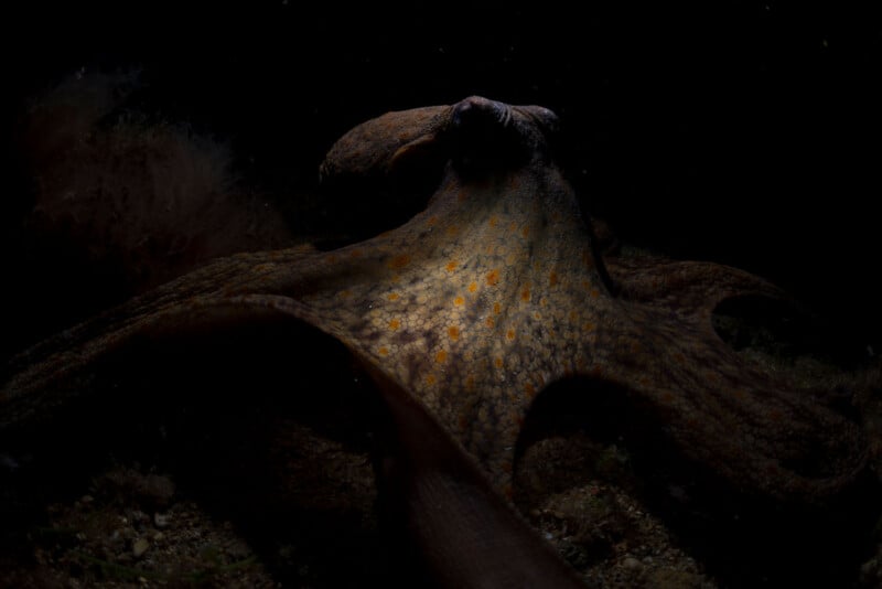 A dimly lit image of an octopus with dark, textured skin featuring orange spots, against a black background. Its arms spread out widely, creating a striking contrast with the dark surroundings.