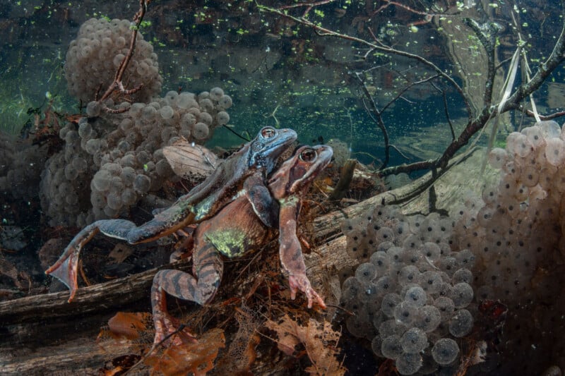 Two frogs are clasped together underwater surrounded by clusters of frog eggs. The scene includes submerged branches and leaves, creating a natural aquatic environment.