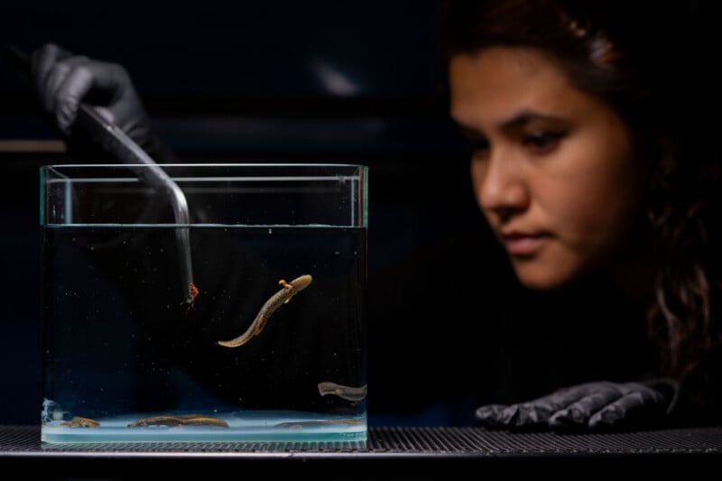 A person wearing gloves uses a tool to interact with planarians in a glass tank filled with water. The background is dark, highlighting the focus on the tank and the person's careful observation.