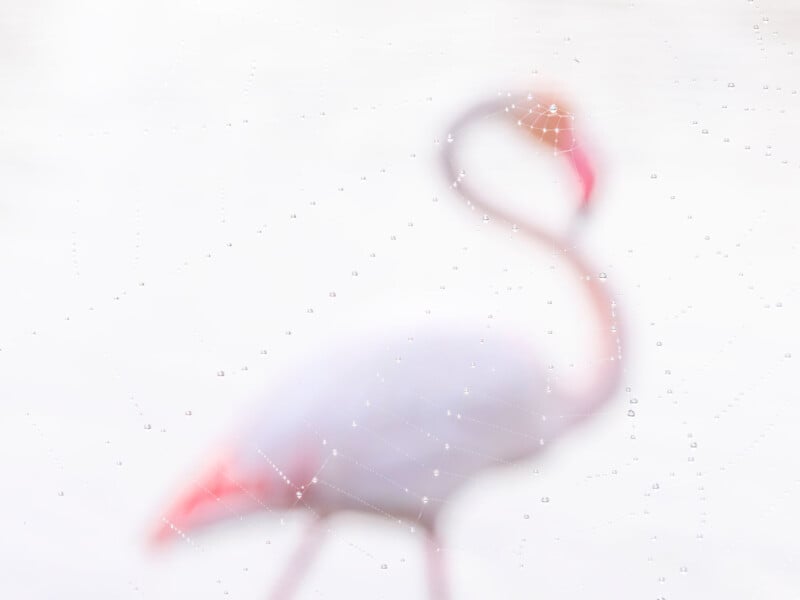 A blurred image of a flamingo with a focus on a spider web in the foreground, dotted with dew drops, against a white background. The flamingo's pink and gray colors are visible behind the web.