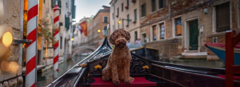 A fluffy brown dog sits on a gondola in a narrow Venetian canal, surrounded by historic buildings and striped poles. The background is slightly blurred, creating a dreamy atmosphere as the evening begins to set in.