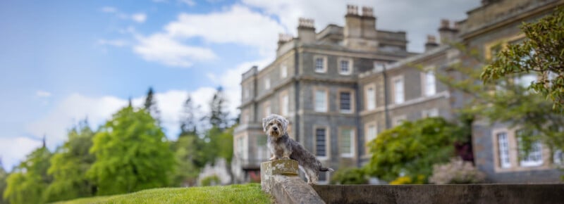 A small gray dog stands on a low wall in front of a large, historic stone mansion. The sky is blue with scattered clouds, and lush green trees surround the building, creating a picturesque scene.