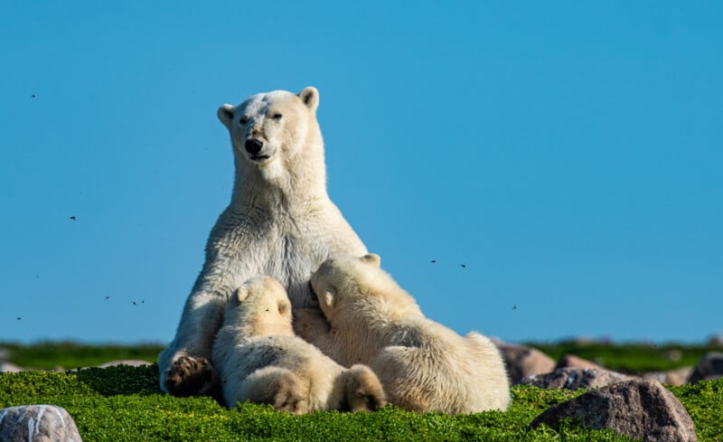 A polar bear sits on green grass, surrounded by two cubs nuzzling close to it. The scene is set under a clear blue sky, with rocks scattered around.