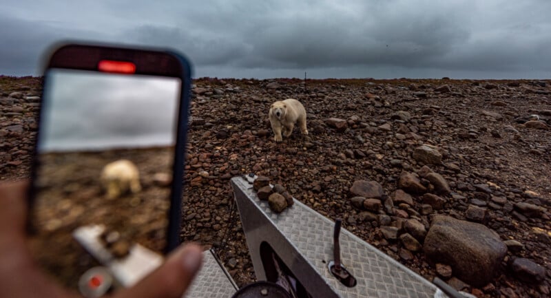 A person takes a photo of a polar bear walking on rocky terrain. The bear is in the center of the image, with the phone capturing its approach. The sky is overcast, adding a dramatic atmosphere to the scene.