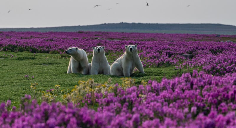 Three polar bears sit in a vast field of vibrant purple flowers, surrounded by green grass under a gray sky. Birds fly overhead, and a distant dark horizon is visible in the background.