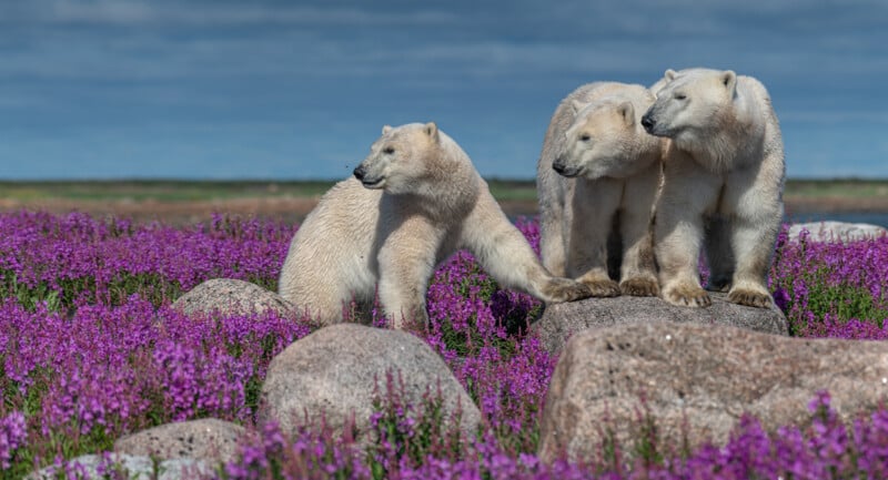 Three polar bears stand on and around large rocks amidst a field of vibrant purple flowers. The sky is overcast, and the landscape stretches into the horizon, creating a striking contrast between the bears and the colorful surroundings.