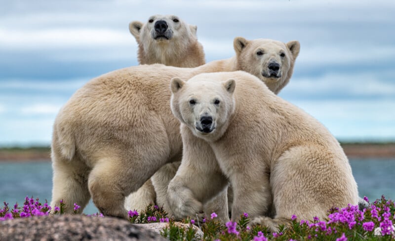 Three polar bears stand together on a field of purple flowers, with a body of water and a cloudy sky in the background. The bears appear to be gazing curiously towards the camera.