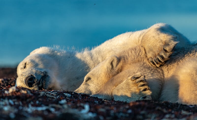 A polar bear lies on its back, resting on a pebbly beach with its eyes closed and paws up in the air. The background shows a clear blue sky, enhancing the serene and peaceful setting.