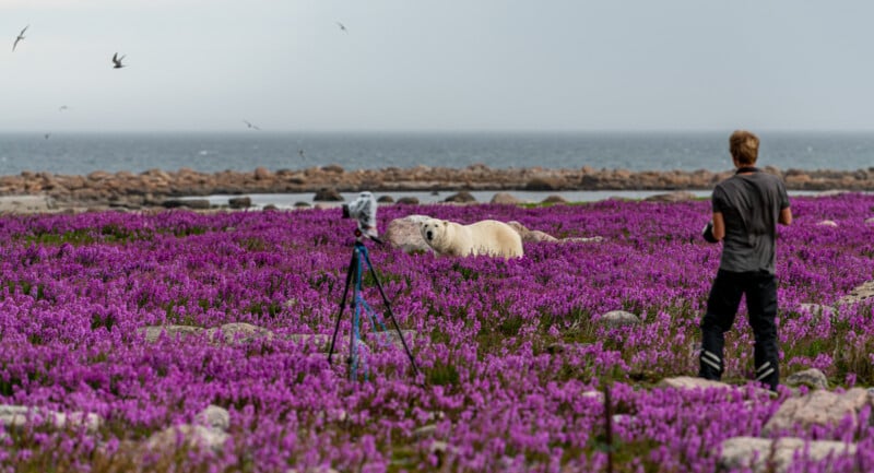 A person stands on a field of vibrant purple flowers, photographing a polar bear lying among the blooms. Birds fly in the overcast sky, and the ocean stretches into the background.