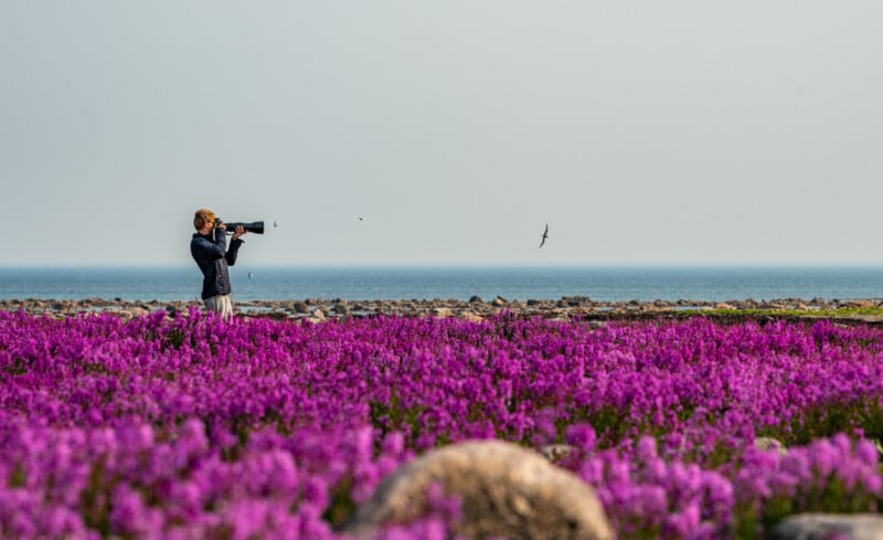 A person stands in a field of vibrant purple flowers, looking through a camera with a long lens. The background features the ocean and a clear sky, with a single bird flying in the distance.