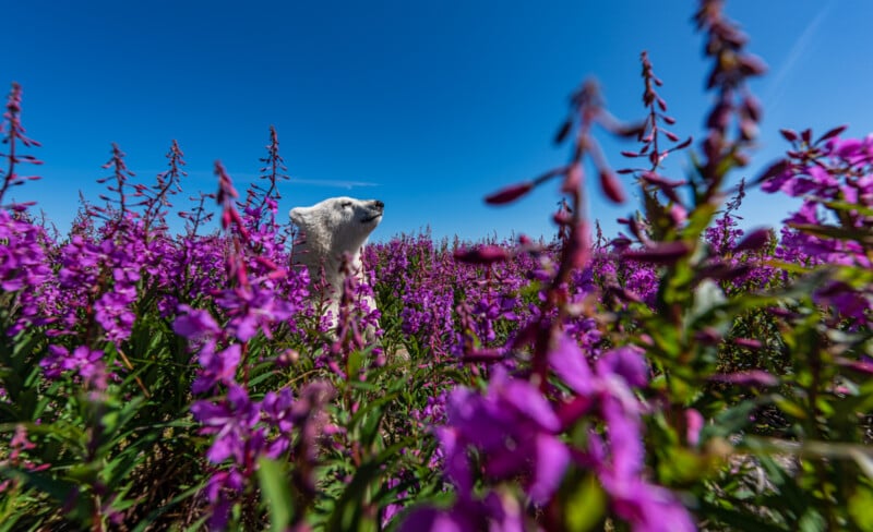 A polar bear stands amidst a vibrant field of purple flowers under a clear blue sky. The bear appears to be gazing to the left, surrounded by tall, blooming blossoms that contrast with the bright sky.