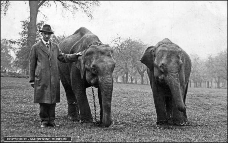 A black and white photo showing a man in a suit and hat standing next to two elephants in a grassy area. The elephants are chained and surrounded by trees. The image is credited to Maidstone Museum.