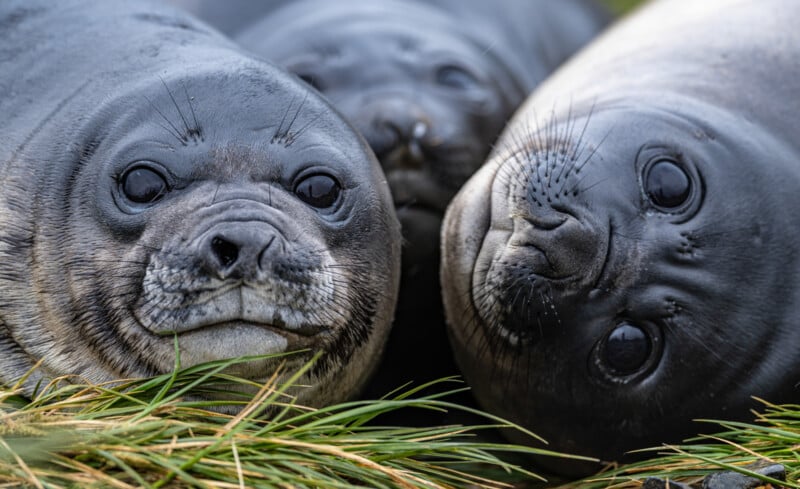 Three close-up elephant seal pups huddling together. Their large, round eyes and whiskered snouts are visible. They rest on a patch of green grass, creating an endearing and intimate scene.