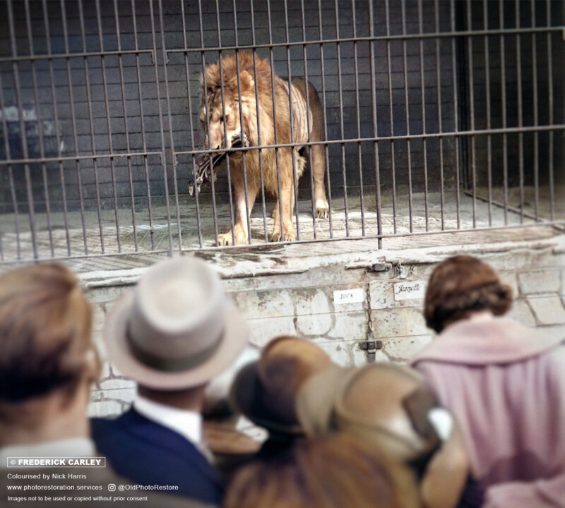 A lion stands in a metal cage on display, observed by a group of people in coats and hats. The setting appears to be a zoo or circus environment.