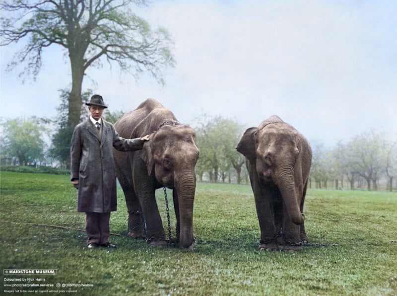 A man in a suit and hat stands beside two elephants on a grassy field. The elephants have chains on their legs, and trees can be seen in the background.