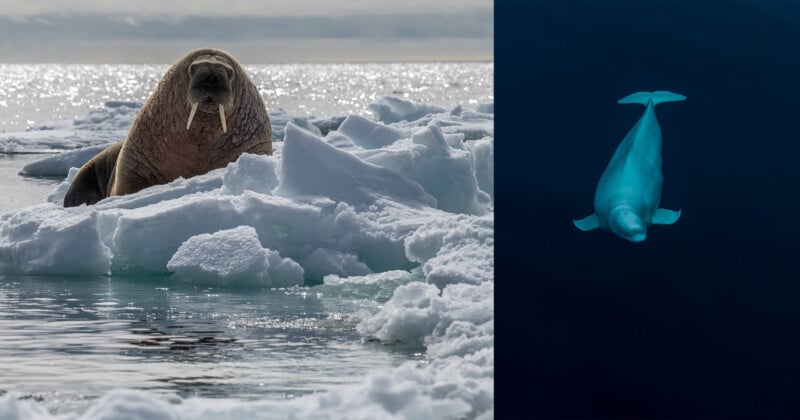 A walrus rests on floating ice in the ocean under a cloudy sky on the left, while a beluga whale swims gracefully in dark water on the right.