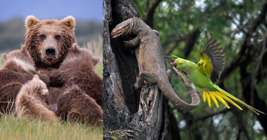 A mother bear cuddles her cubs on the left side, while on the right, a green parrot attacks a large lizard perched on a tree. The background features a natural outdoor setting with trees and grass.