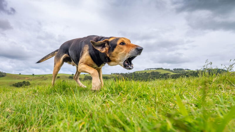 A large dog walking on a grassy hillside, appearing to bark with its mouth open wide. The sky is cloudy, and the background shows green rolling hills and scattered trees.