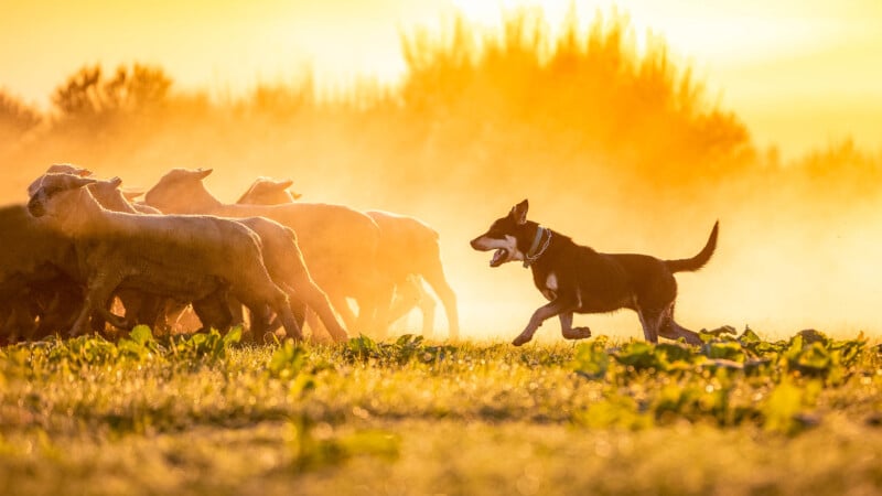 A herding dog guides a flock of sheep across a sunlit field. Dust rises around them, creating a golden glow in the warm, hazy afternoon light. The dog appears focused and energetic in its task.