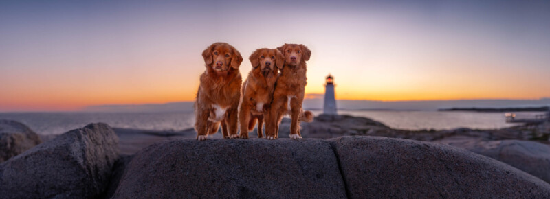 Three golden-brown dogs stand together on a large rock by the sea at sunset. A lighthouse is visible in the background against an orange and purple sky.