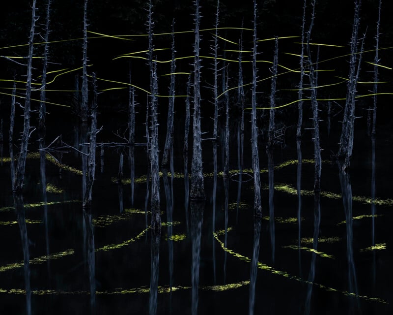 A dark forest with tall, thin trees reflected in still water. Delicate, glowing yellow lines weave among the trees, creating a mystical ambiance in the nighttime setting.