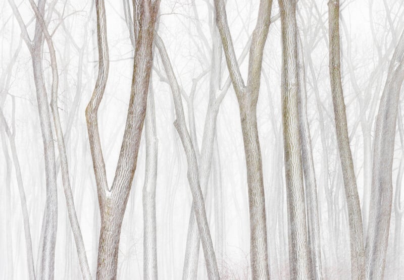 Tall, slender tree trunks rise against a misty, white background, creating a serene and ethereal forest scene. The branches are sparse, and the minimal color palette enhances the tranquil atmosphere.