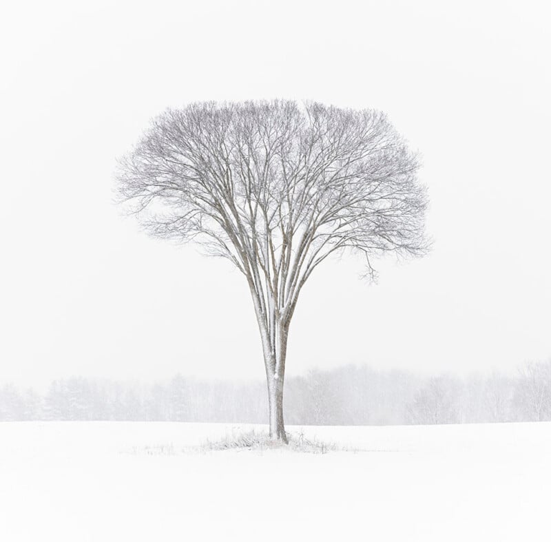 A solitary tree with bare branches stands in a snow-covered field, surrounded by a white, foggy landscape creating a minimalist and serene winter scene.