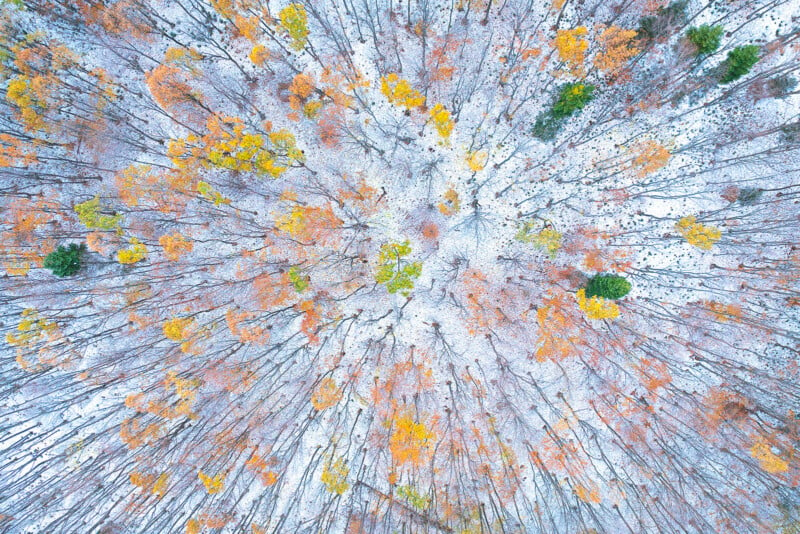 An aerial view of a forest in early winter, with trees showing a mix of orange, yellow, and green leaves among snow-dusted branches. The ground is lightly covered in snow, creating a striking contrast with the colorful foliage.