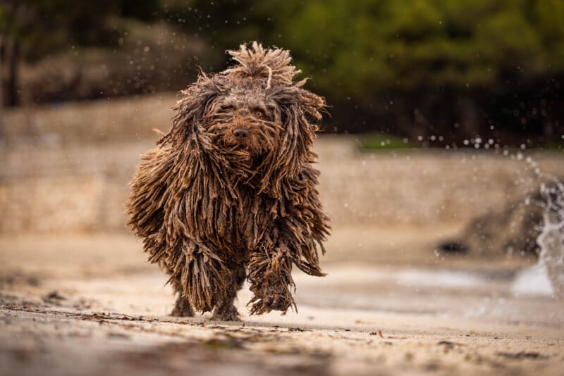 A fluffy dog with long, curly fur runs energetically on a sandy beach. Water droplets surround the dog, and a blurred background with trees and stone structures is visible.