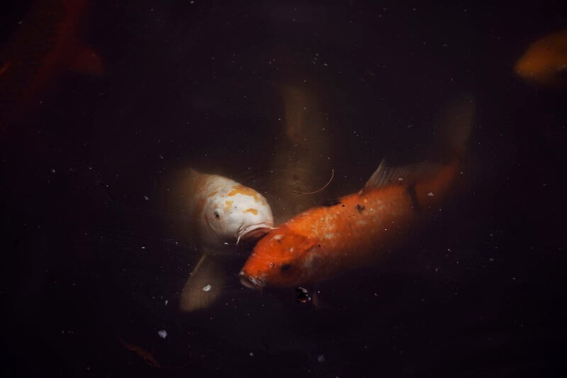 Two koi fish, one white and one orange, swim close together in dark water. Their movements create gentle ripples, and small debris is visible floating around them.