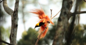 A colorful bird with bright orange and yellow plumage is perched on a tree branch, its long and vibrant tail feathers fanned out. The background is a blurred view of trees and sky.