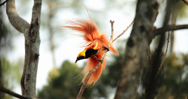 A colorful bird with bright orange and yellow plumage is perched on a tree branch, its long and vibrant tail feathers fanned out. The background is a blurred view of trees and sky.