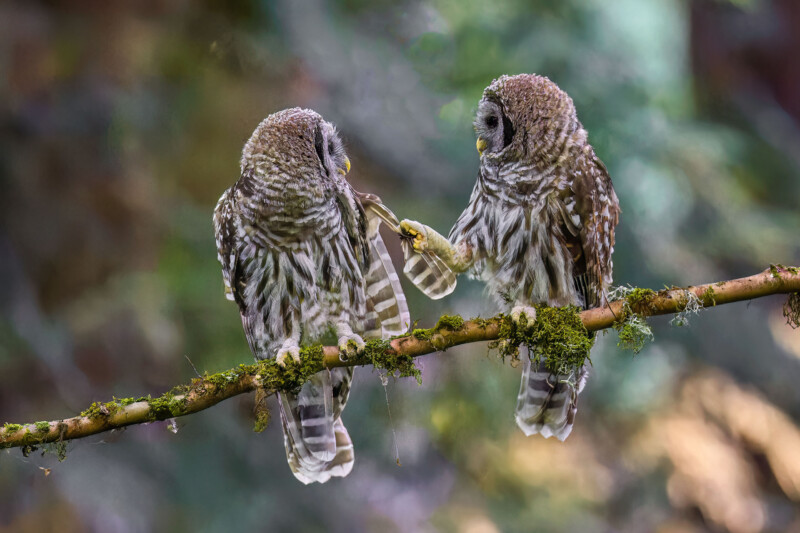 Two owls perched on a mossy branch in a forest setting. They appear to be interacting, with one owl extending a wing or talon towards the other. The background is soft with blurred trees and foliage.