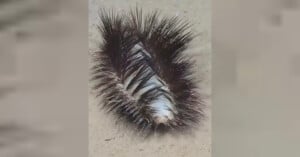 A fuzzy, spiky caterpillar with dark bristles crawls on a light-colored surface. The insect appears segmented, with a mixture of black and white coloring on its body beneath the bristles.