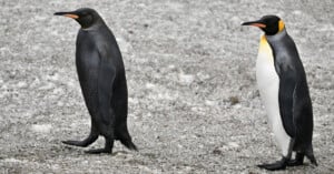 Two penguins stand on a snowy surface. The penguin on the left has dark plumage, while the one on the right features a white belly and a hint of orange on its neck. Both face the right, appearing side by side.