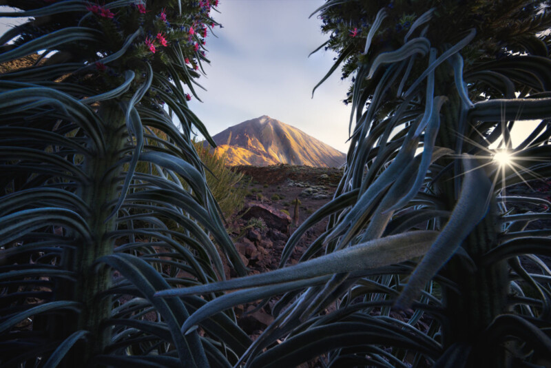 A distant mountain peak is framed by tall, lush plants with long, green leaves. The sun peeks through the leaves, casting a bright starburst effect. The sky is clear, suggesting a serene and calm atmosphere.