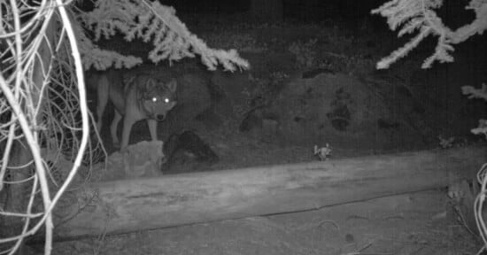 A black and white night-vision image of a wolf standing in a forest. The wolf's eyes reflect light, glowing in the dark. Trees and rocks surround the area, creating a natural, nocturnal setting.