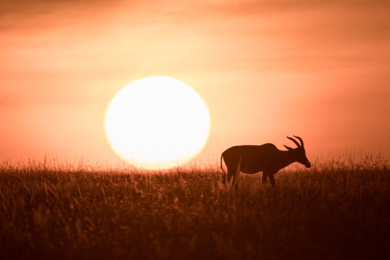 A silhouette of an antelope standing in a grassy field during sunset, with the sun appearing large and bright on the horizon, casting an orange glow across the sky.