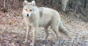 Stunning Footage Shows Mysterious ‘Coyote-Wolf-Dog’ Stare into Trail Camera