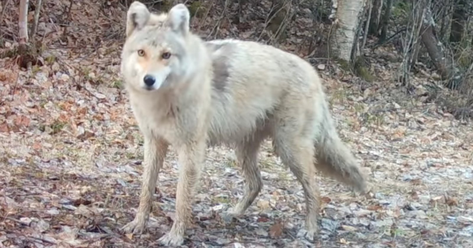 Stunning Footage Shows Mysterious ‘Wolf-Coyote-Dog’ Stare into Trail Camera